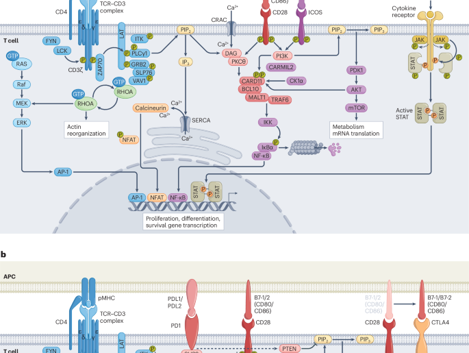 T cell lymphomas: cancers of aberrant immune synapse signalling