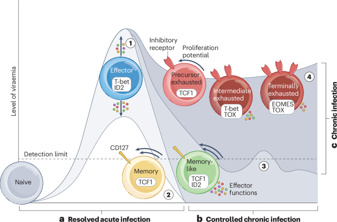 Renaissance of antiviral CD8+ T cell immunity in vaccination and disease