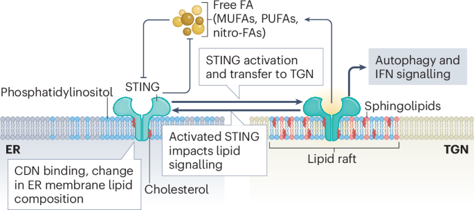 Fig. 1: Schematic depicting the lipid–STING crosstalk regulating STING activation, trafficking and downstream signalling.