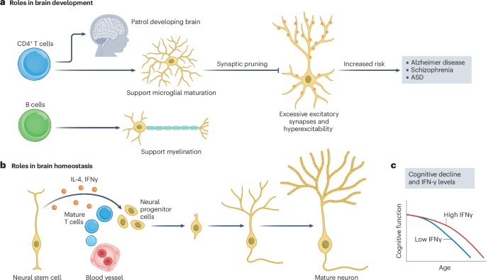 Immune dysfunction in Alzheimer disease