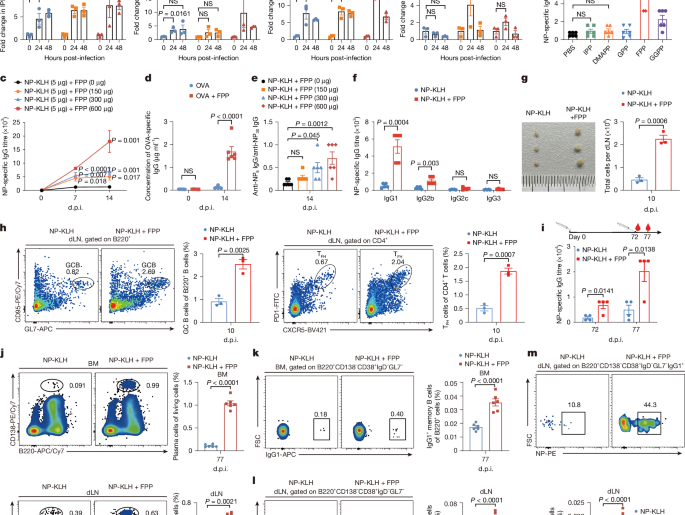 A metabolic alarmin from keratinocytes potentiates systemic humoral immunity