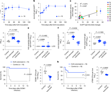 Natural maternal immunity protects neonates from Escherichia coli sepsis