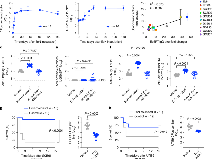Natural maternal immunity protects neonates from Escherichia coli sepsis