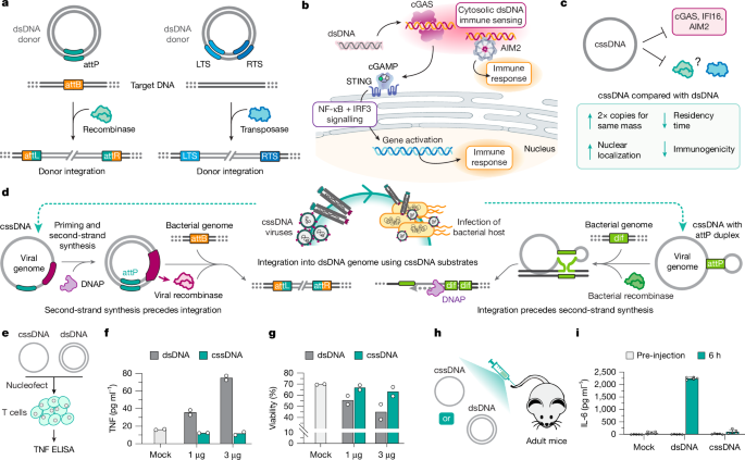 Immune evasive DNA donors and recombinases license kilobase-scale writing