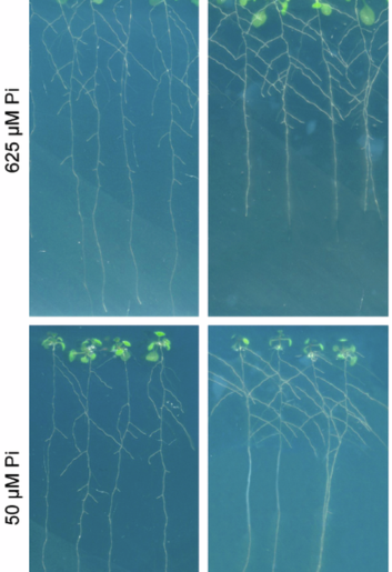 Author Correction: Root microbiota drive direct integration of phosphate stress and immunity