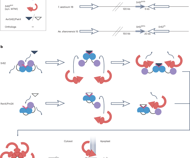 The emerging role of kinase fusion proteins in cereal immunity