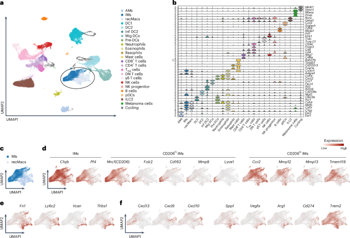 Fig. 1: scRNA-seq of pulmonary melanoma identifies gene signatures in CD206hi IMs, CD206lo IMs and recMacs.
