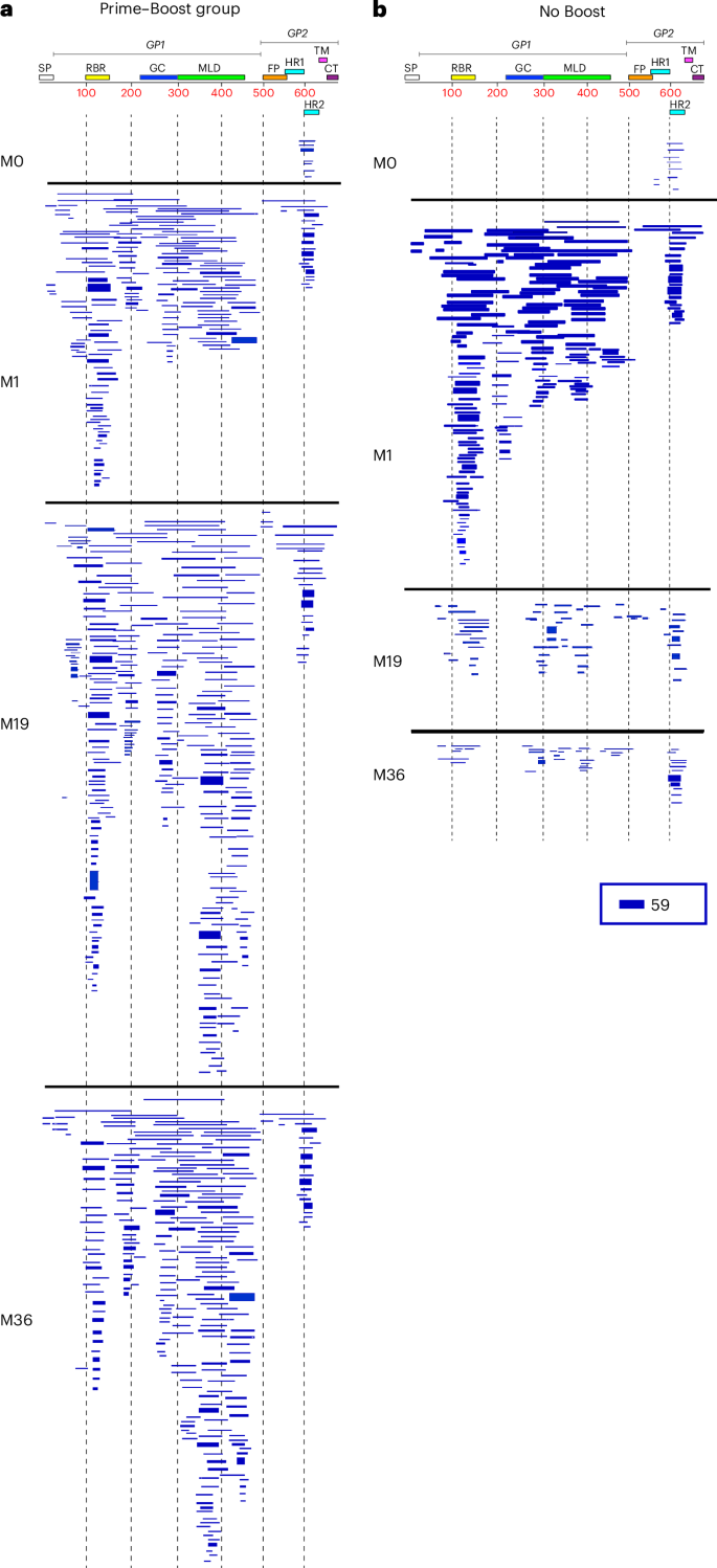 Fig. 2: Antibody repertoires elicited following first and second rVSV∆G-ZEBOV-GP vaccination in adults.