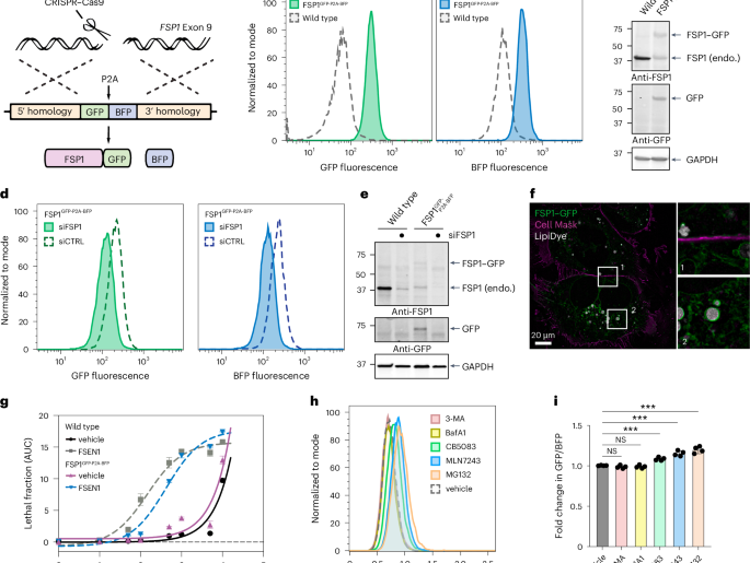 Vitamin B2 metabolism promotes FSP1 stability to prevent ferroptosis