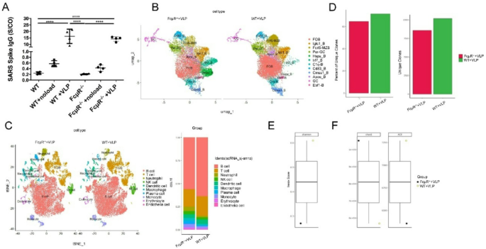 Marginal zone B cells mediate humoral immunity in vaccine-induced versus naturally acquired immunity against SARS-CoV-2