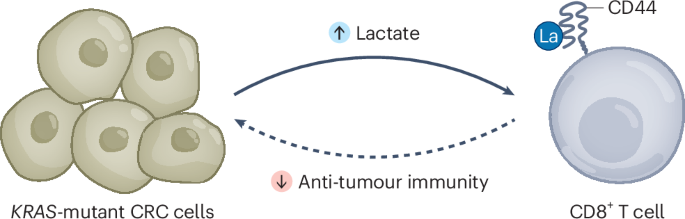 TRIPping anti-tumour immunity through lactylation