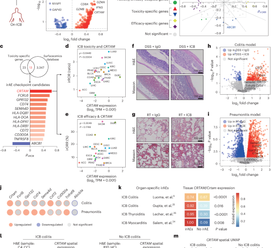 CRTAM inhibition mitigates toxicity of immune checkpoint inhibitors without antitumor efficacy trade-off