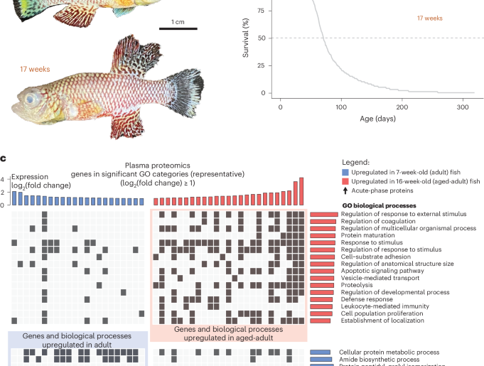 Spontaneous aging-associated inflammation and genome instability in the immune system of turquoise killifish