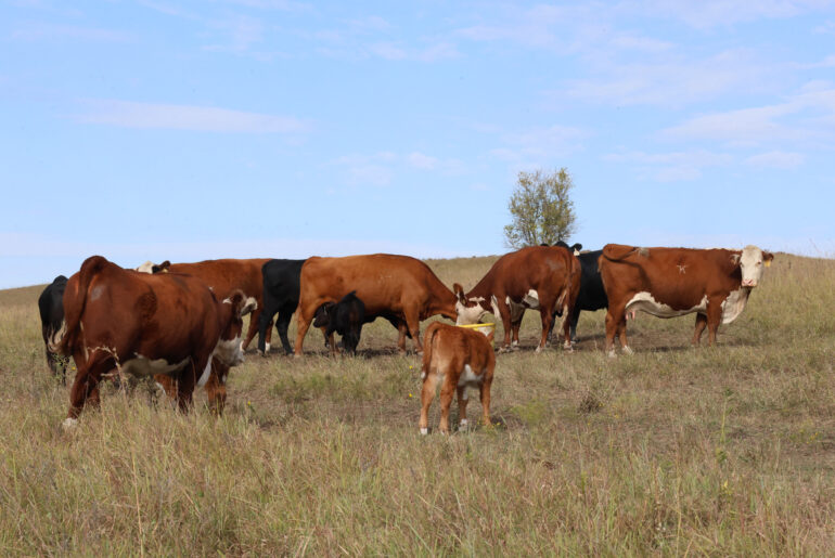 Understanding mineral tags can help guide cattle supplement decisions