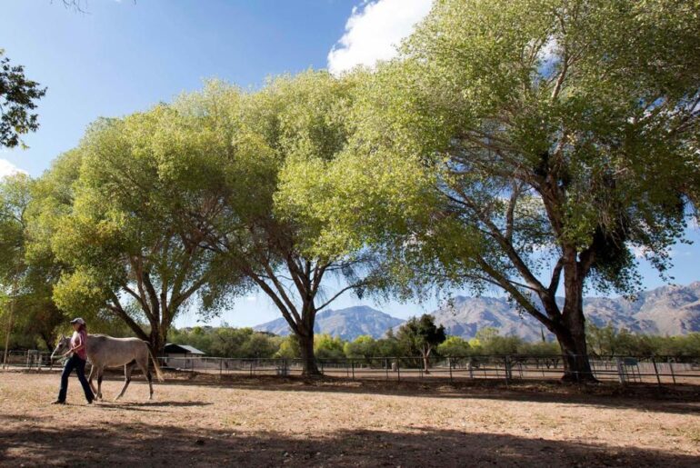 U of A to sell prime land donated to it as equine center