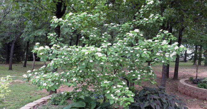 GARDEN COLUMN: Go native for beauty and utility