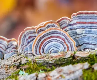 Nutrition Insight logo