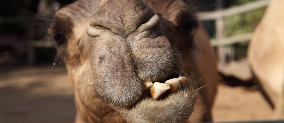 The Jerusalem Post - Israel News