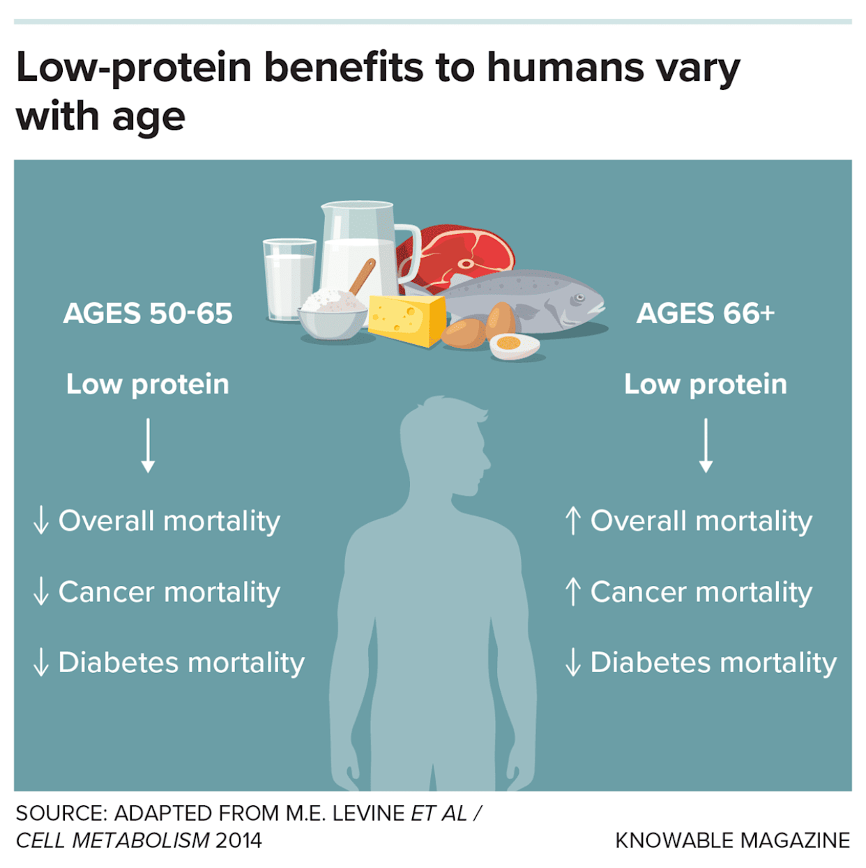 Graphic showing how protein needs vary with age, as do the effects of low-protein diets, according to observational studies of people. In adults aged 50 to 65, a lower-protein diet correlates with a reduction in deaths due to cancer, diabetes or any other cause. But in people 66 or older, the pattern changes: A low-protein diet is still linked with lower risk of death from diabetes but is associated with a higher risk of death from cancer or other causes. - Knowable Magazine