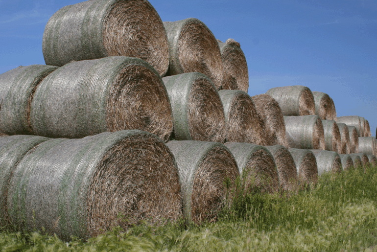Managing cattle nutrition during pasture recovery