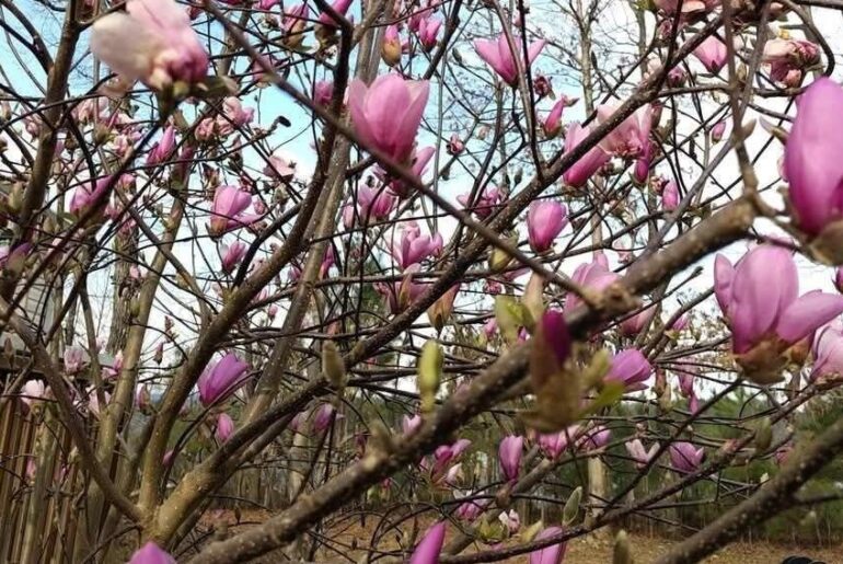 Ask a Master Gardener: Saucer magnolia a beauty in the spring