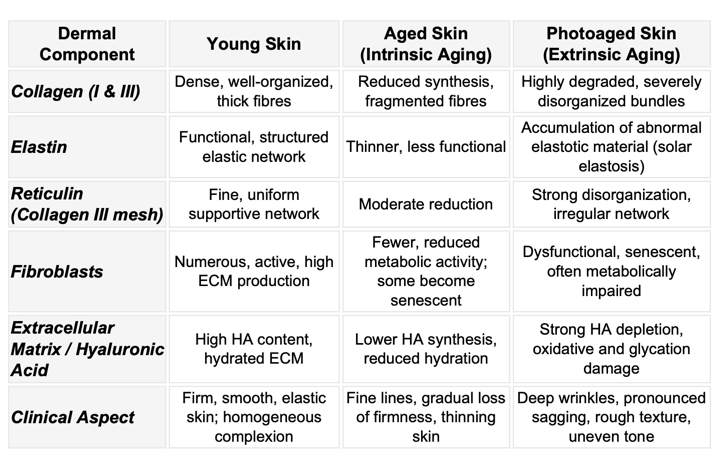 Collagen-focused evaluation tools to substantiate anti-aging performance