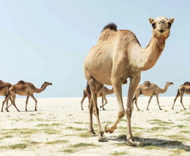 20 Camels Booted from Beauty Contest for Using Injectables in Hump Inflation Cheating Scandal