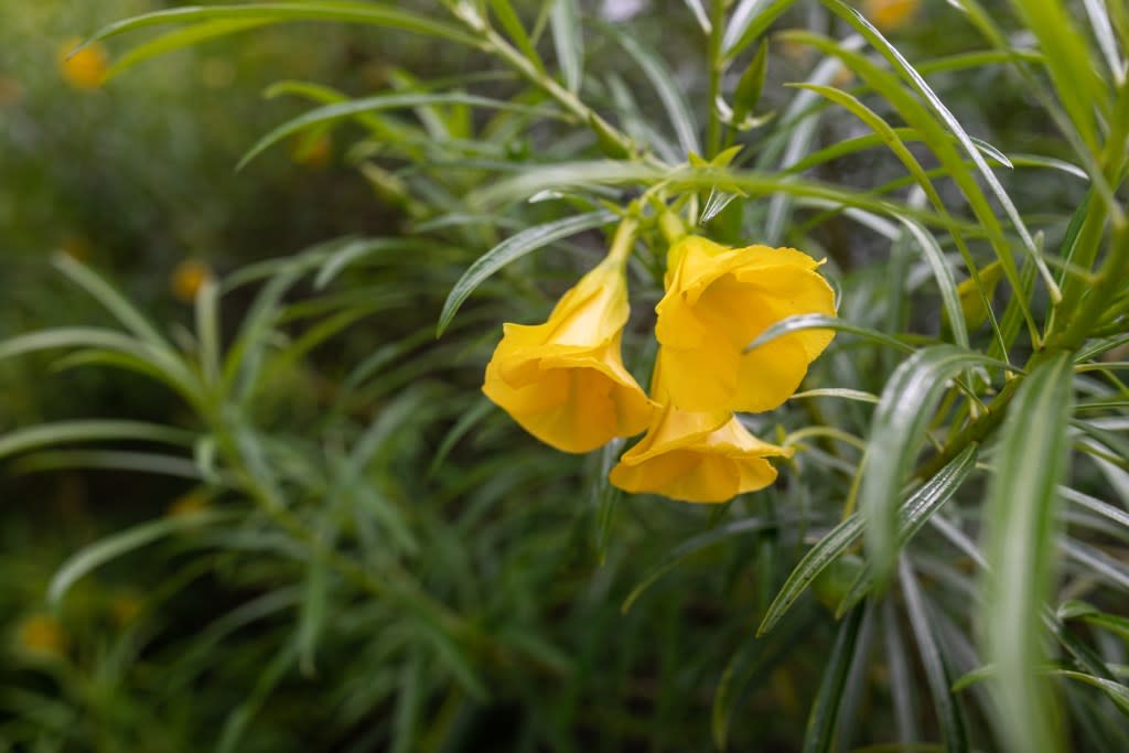 It looks pretty, but yellow oleander can harm your body and even kill you. amovitania – stock.adobe.com
