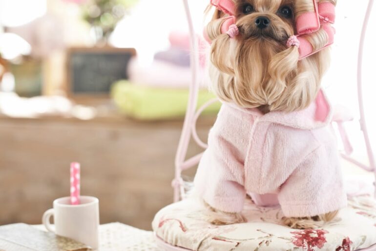 Why beauty brands are moving into pet care: Insights from Cohere Beauty