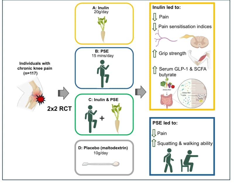 Graphical abstract. Emerging evidence links the gut microbiome to chronic pain processing. Inulin, a prebiotic fibre, modulates the gut microbiome, while physiotherapy-supported exercise (PSE) improves pain and function. (CREDIT: Nutrients)