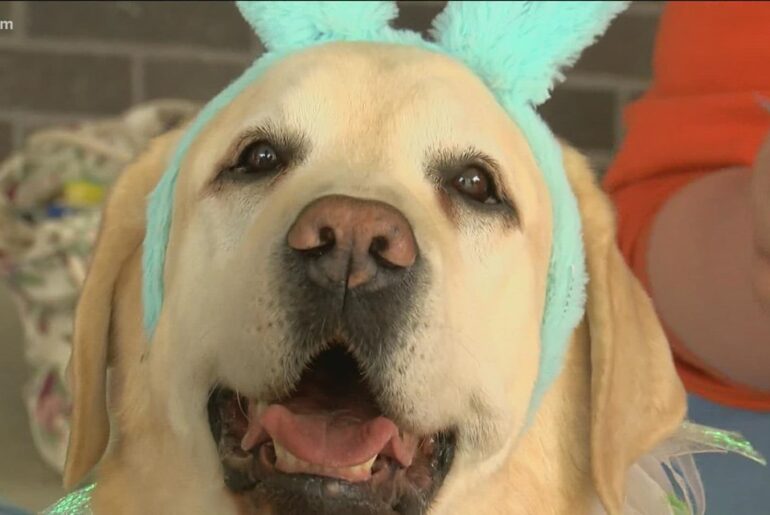 Wags For Wellness offers health tips for dogs, owners alike