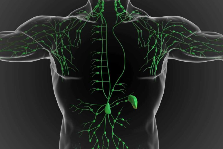 Lymphatic Drainage Supplements: What Peer-Reviewed Research Reveals About Supporting Lymph Flow
