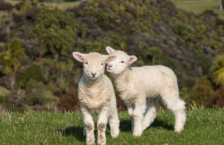 Wet weather raises clostridial disease risk in lambs as immunity drops