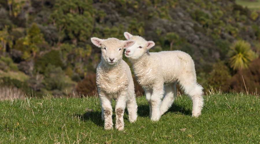 Variable weather patterns and waning maternal immunity could leave lambs exposed to deadly clostridial diseases this spring. 