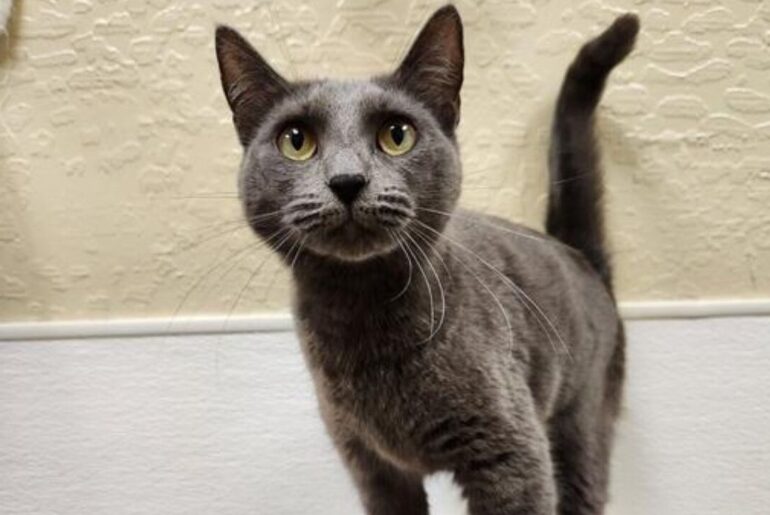 Image of Bomba Cat, GV Wire's adoptable pet of the week for March 21, 2026