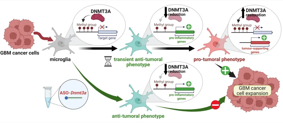 An important step toward understanding how brain immune cells can slow aggressive brain cancer