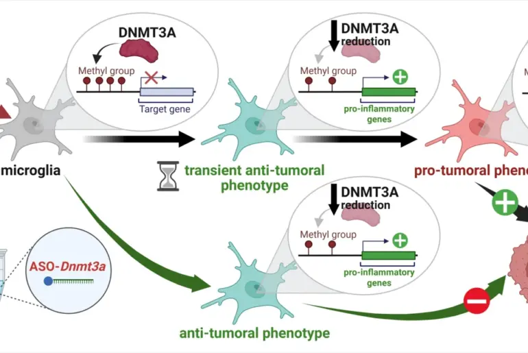 An important step toward understanding how brain immune cells can slow aggressive brain cancer