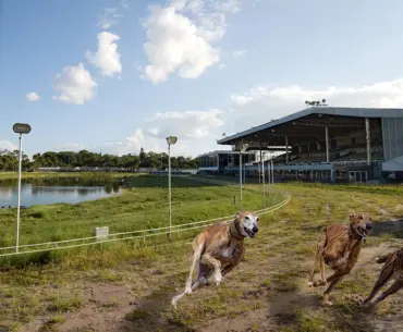 GREY2K USA Worldwide and Animal Wellness Action Celebrate Passage of a Ban on Greyhound Racing in America