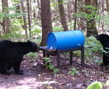 Animal Wellness Action Condemns National Park Service Plan to Restore Baiting of Grizzlies and Black Bears on National Preserves in Alaska