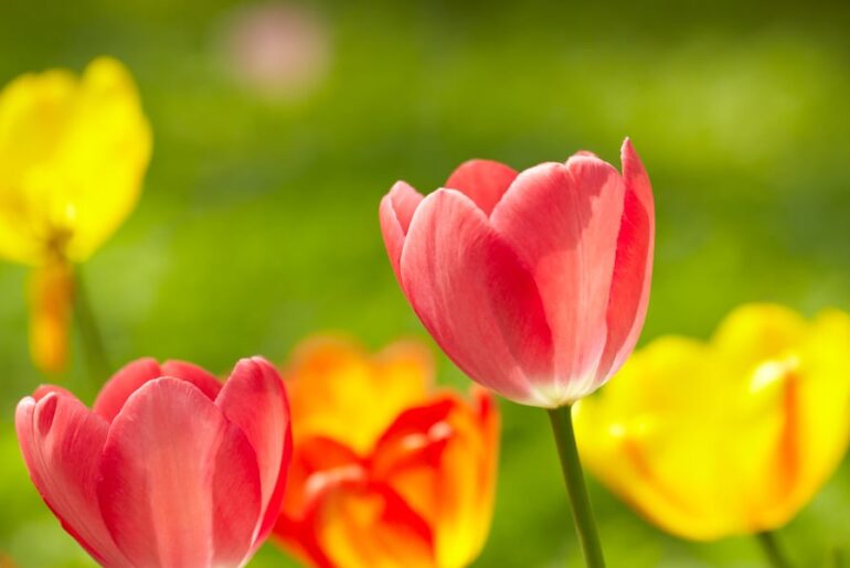 Craft4Calm event at Faiss Park to promote mental wellness