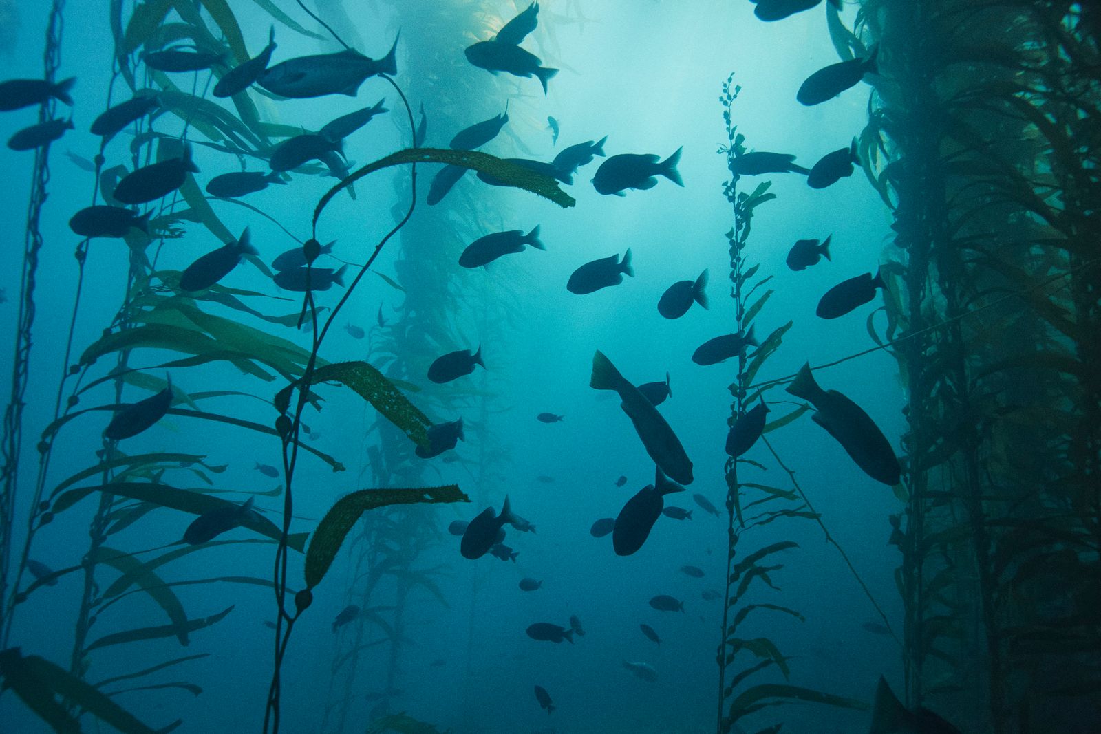 Image may contain Aquatic Water Outdoors Nature Animal Fish Sea Life Shark and Sea