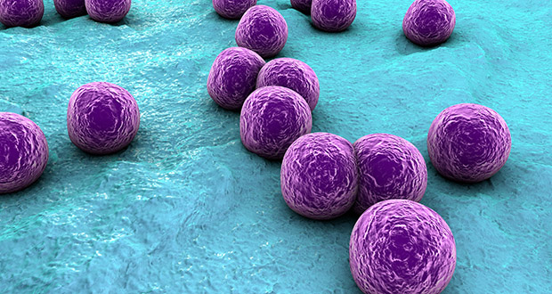 MRSA bacteria