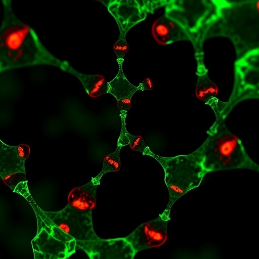 Hypoxia Factor Stabilization Alters Immunity, Boosts Glycolysis in