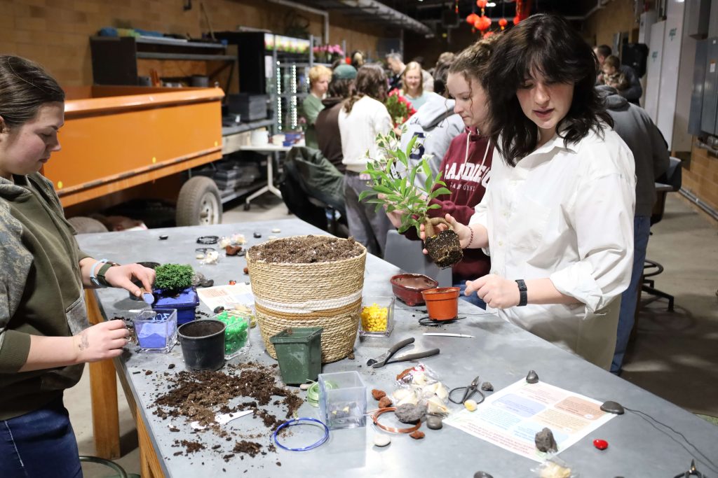 A student transfers her bonsai to another pot.
