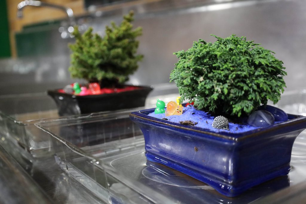 Two finished bonsai plants.