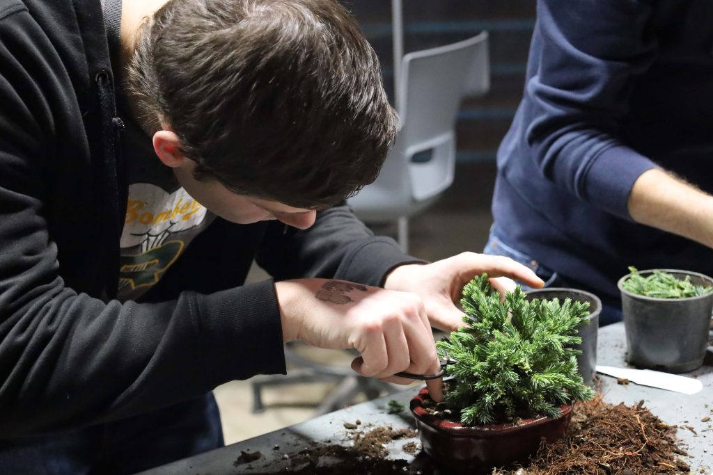 A man uses scissors to prune his bonsai.