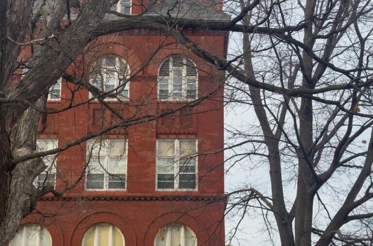 UW study observes guenon monkeys in Africa to explore social nutrition – The Badger Herald