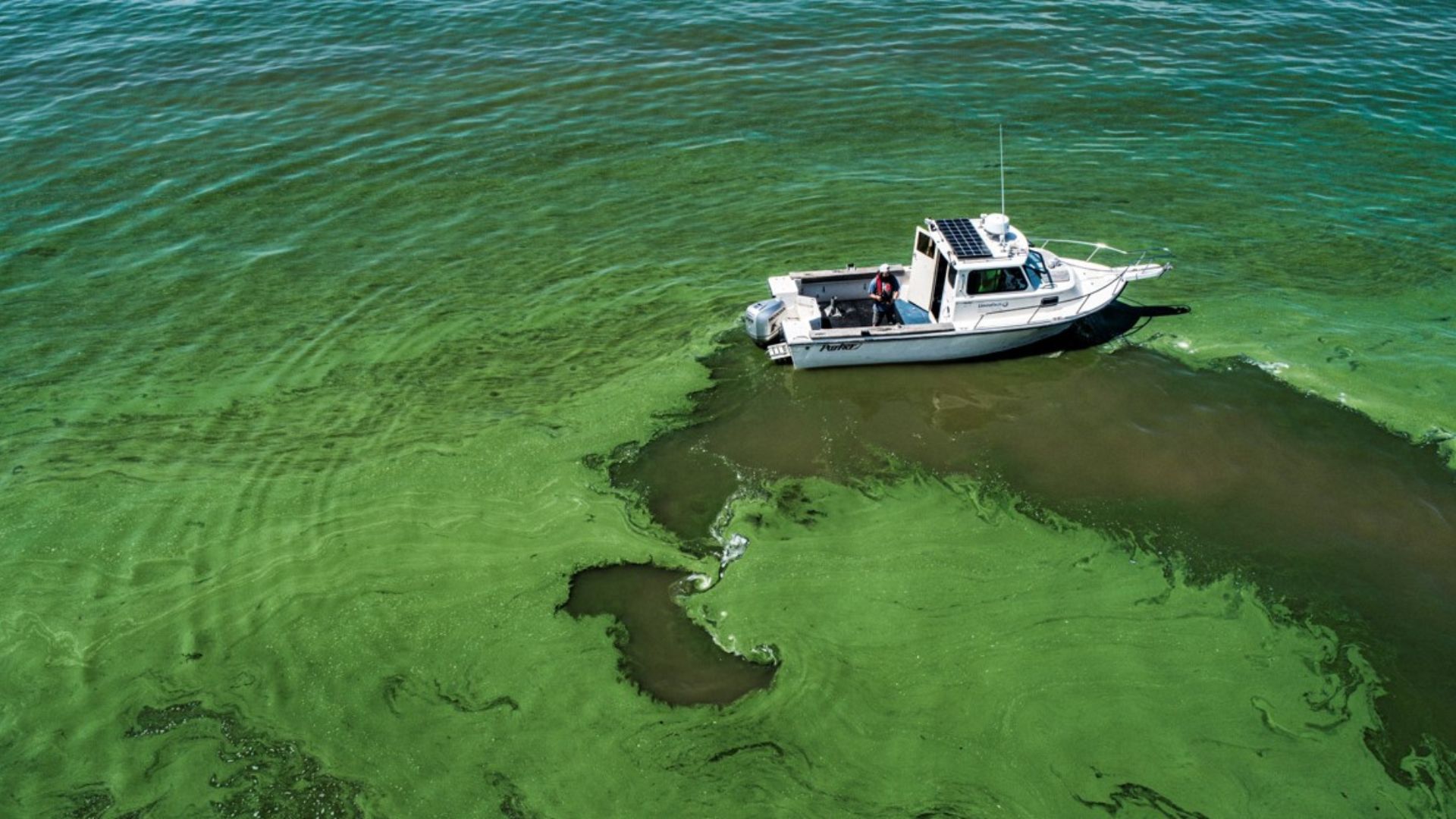 Floração de algas em lago de água doce mostra os efeitos da eutrofização e reforça o debate sobre reaproveitamento da biomassa. (Imagem: NASA)