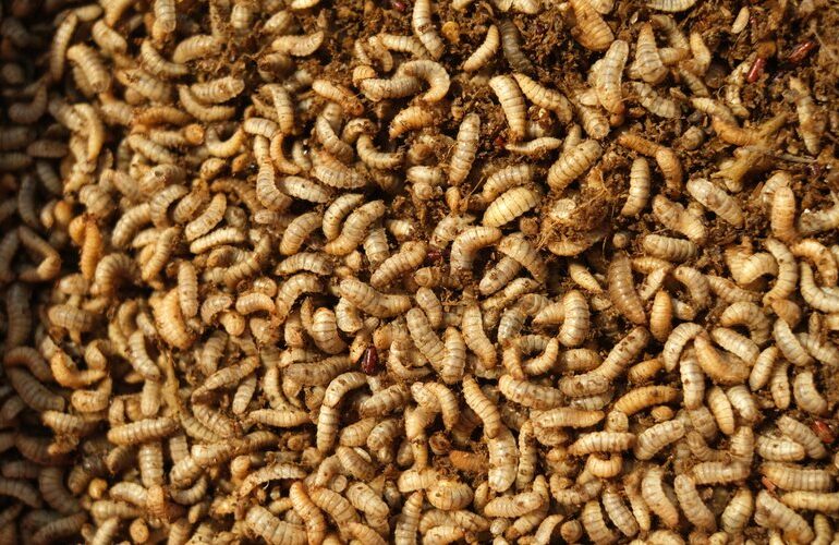 Insects_shutterstock_2296952293