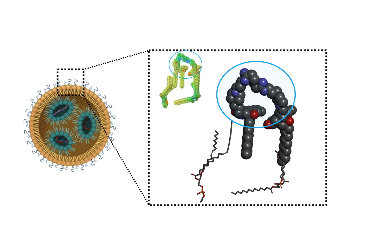 A diagram showing the chemical structure of the ionizable lipid within an lipid nanoparticle.